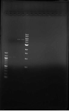 36 restriktoimaton pgwr8-plasmidi oli geelillä eri kohdassa ja voitiin todeta restriktion onnistuneen pgwr8-plasmidien (plasmidin koko noin 5480 bp) suhteen.