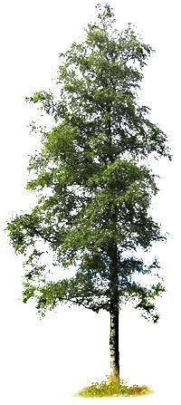 10 Kuva 3. Hieskoivu (Betula pubenscens) (4.) 3.3 Mänty Mäntyä (Pinus sylvestris) kasvaa maapallolla noin 100 lajia, joista vain yksi kasvaa Suomessa luonnonvaraisena.