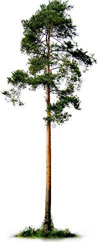 11 Kuva 4. Mänty (Pinus sylvestris) (5.) 4 MASSAT 4.2 Sulfaattikeitto Kaikki tässä työssä valmistetut massat on valmistettu sulfaattimenetelmällä.