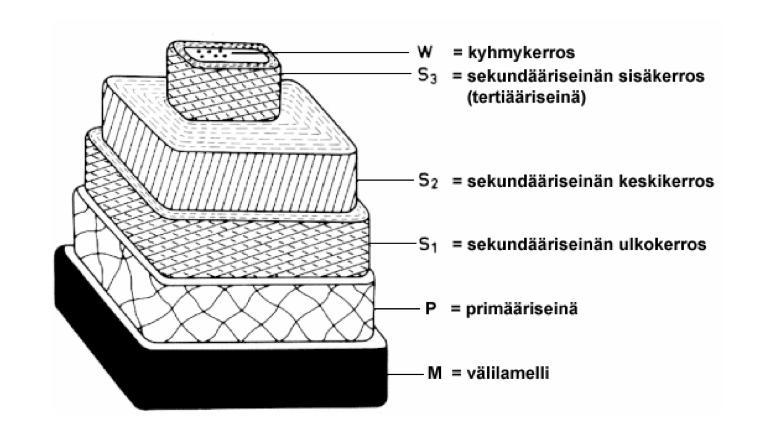 12 teenottolinjalle. Liian voimakas pesu heikentää talteenottolinjan toimintaa sekä laimentaa mustalipeää. (6, s 75.) Valkaistavia massalaatuja varten on kehitetty ligniiniä poistava happivaihe.