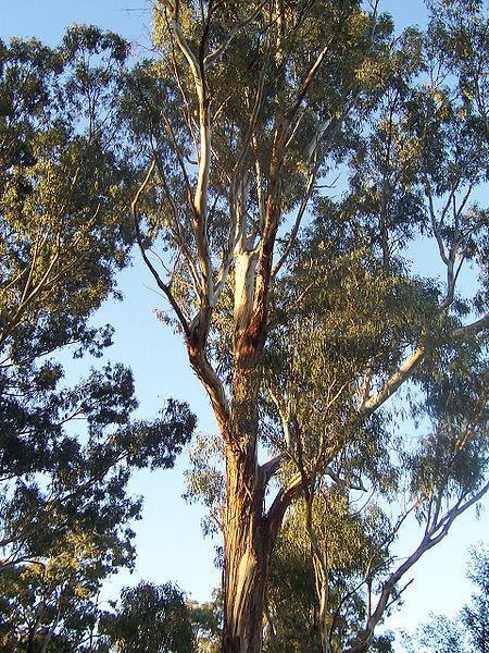 9 Kuva 2. Eukalyptus (Eucalyptus) (3.) 3.2 Koivu Koivut (Betula) kasvavat laajasti koko Euroopan alueella. Suomessa niitä kasvaa koko maan alueella.