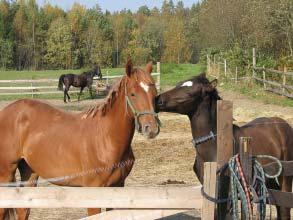 8 7 2 5 4 6 3 1 Sorila, Vapriikin kuva-arkisto 509-5-72 Kaitavedentie 282 Näkymä Kantapartolantieltä.