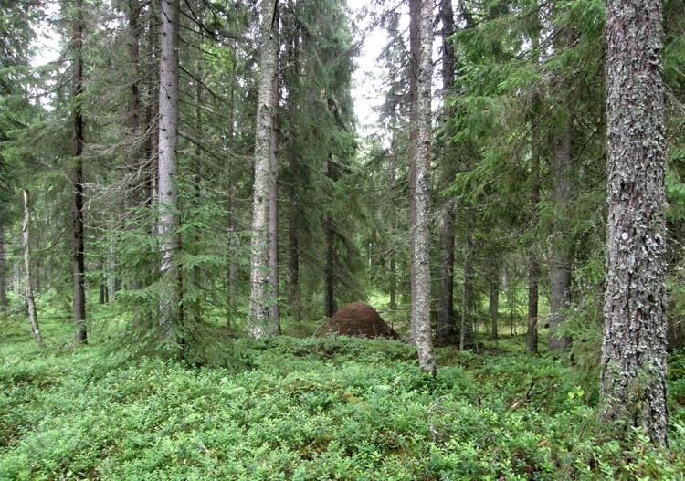 6. ELÄIMISTÖ Kirman alueen linnusto on melko monipuolista vaihtelevista biotoopeista johtuen. Linnustossa on metsä-pelto- vesi-ja kulttuurilajistoa. Pohjoisosan metsissä viihtyvät mm.