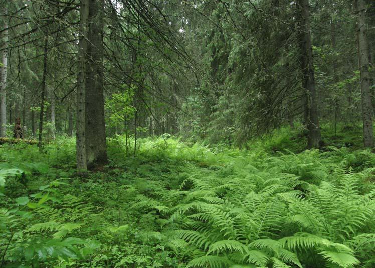 2. Perkaamaton noro Tämä luonnontilainen painanne sijaitsee kohteen 1 eteläosassa. Painanteessa on lähteisyyttä ja korpisuutta.