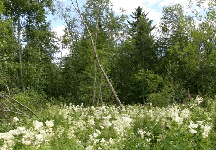 4. Tervaleppäkorpi Tämä merkittävä luontokohde sijaitsee Kirmajärven länsirannalla Kirmanharjun kohdalla.