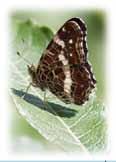 Myös alueen mantereisempi ilmasto kuumine kesineen suosii perhosia.