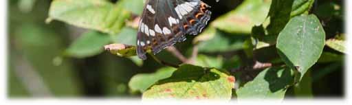 Vähintään 20 vuodelta perhostietoja on kuitenkin vain yhdestä Parikkalan ruudusta (683:363), joka on ollut mukana 21 vuotta.
