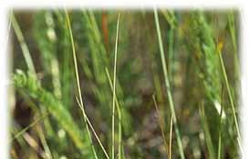 Inarin Lapin päiväperhoslajeilla on valtakunnallisen seurannan tilastoissa keskimäärin 15 eliömaakuntaa; niukimmin niitä on kirjattu vain Inarista tavatuille vuorisinappiperhoselle ja