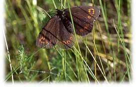 Inarin Lapin perhostilaston loppupäässä on 12 lajia, joita on kirjattu seurantaan alle kymmenen yksilöä. Vain 1990-luvulla tavattujen joukossa ovat mm.