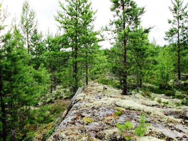 soistuvia alueita on kuivattu metsätalousojilla. Rakennuspaikalla on kuivahkon kankaan varttuvaa männikköä.