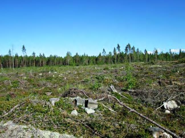 Pohjakerroksen valtalajeina ovat korpikarhunsammal ja rahkasammalet. Kohde 10. Kohde 10. Voimalan sijoituspaikka on avohakkuualueen ja metsän rajalla 11.