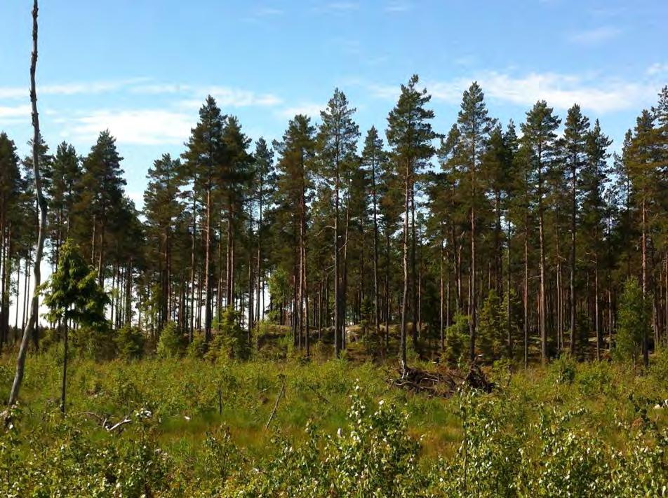 Kuva: Metsäalue, jossa viirupöllöpoikue oleskeli Markus Lampinen Sepelkyyhky (Columba palumbus) Ainoa merkittävämpi kerääntymä kirjattiin 21.