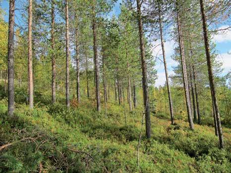 Äestys yhteensä Maanmuokkaus yhteensä Taimikonhoito Ketolan palsta Kaivoslampi Nuutijärvi Yhteensä taimikonhoito 156,60 ha 171,60 ha 8,00 ha 10,00 ha 18,00 ha