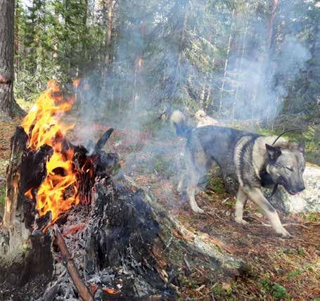 Kemijärven yhteismetsä Vapaudenkatu 8 A 4 98100 KEMIJÄRVI Puh.