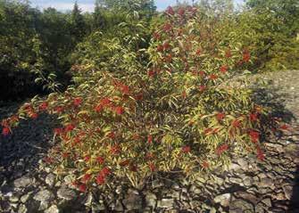 Salix x rubens, kujasalava Kujasalavan nuorehko taimi löytyi Kakkurilta kesällä 2011. Suomisen (2013) mukaan laji on varsin satunnainen Satakunnassa.