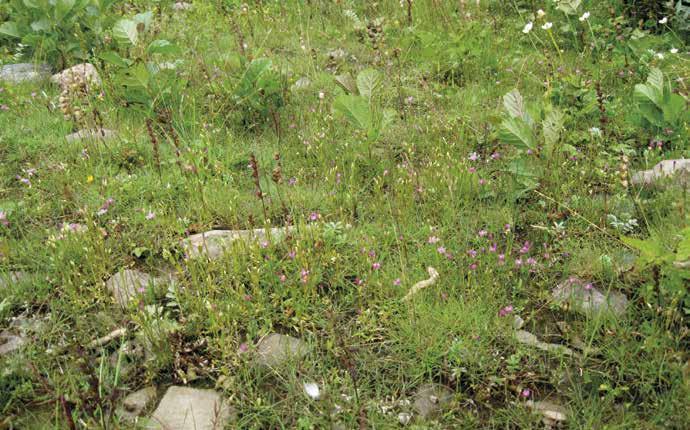 Katavan länsipäässä on rantasappien (Centaurium ssp.) ja vilukoiden (Parnassia palustris) luonnehtimaa somerikkoniittyä. 4.8.2012. Katavan keskiosan metsä on mustikkatyypin kangasta.