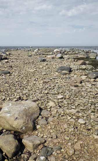 Toisella kerralla merisuolake, suolavihvilä ja järviruoko edustivat maakasvistoa ja veden puolelta löytyi tähkäärviä, hapsivita ja merihapsikka.