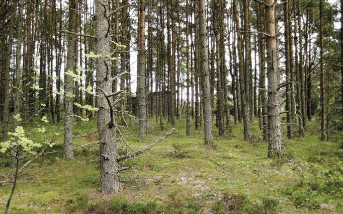 Ykspihlavan mäntymetsä on istutettu. 19.7.2011. Maihinnousua Ykspihlavalle suositellaan vältettävän 1.4. 15.7. Rajoitus on määrätty alueen linnuston suojaamiseksi.