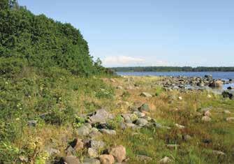 Länsirannalla metsää reunustaa tervalepikko ja itäpuolella katajikko (Jutila K. 1995). Saaren iäksi on arvioitu n. 710 vuotta.