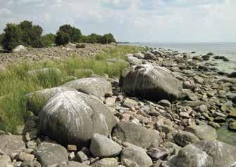 Kurttulehtiruusu kukoistaa Truutholman saarella. Jo kesällä 2010 havaittua rantaputkea on useampia yksilöitä. Terttuselja esiintyy luontaisen oloisena. Tahma- ja peltovillakkoakin (S.