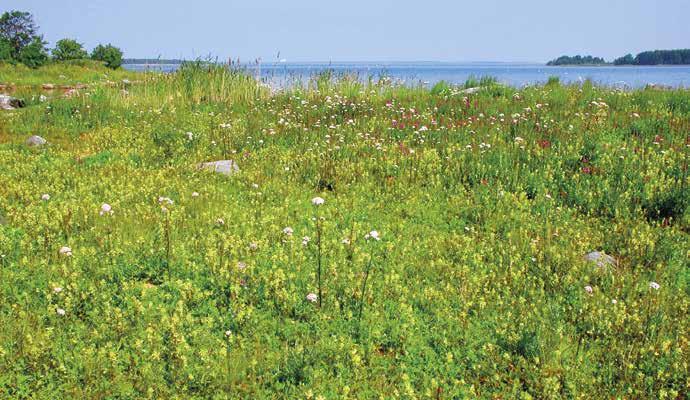 Ulko-Harmaalla on levälannoitteisella ylärannalla isolaukku merivirmajuurikasvustoa, jonka ulkoisesti muistuttaa alarannan yläosan kasvillisuustyyppiä.