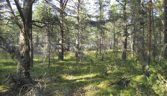 Metsät Preiviikinlahden saarten metsät ovat arvokkaita primäärisukkessiometsiä.