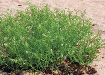 Betula pubescens, hieskoivu Hieskoivu on rauduskoivua harvinaisempi ja niukempi Preiviikinlahden saaristossa ja sitä löytyi kuudelta saarelta, Kallioluodosta, Katavasta, Mustakarista, Outoorista,