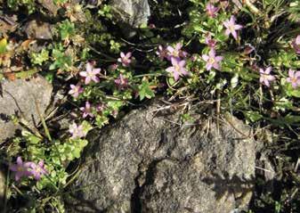 Isorantasappi Mustakarilla 7.7.2014. Pikkurantasappi (Centaurium pulchellum) Puolivälinkarissa. pi, erona mm. pikkurantasapen löytyminen Julukarilta ja puuttuminen Truutholmasta.