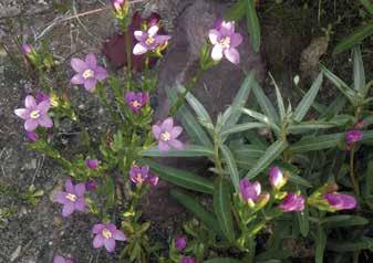 Cerastium tomentosum, hopeahärkki Koristeistutuksesta villiintynyt hopeahärkki merkittiin vain Preiviikinlahden perukasta, Korkeakarin saarelta.