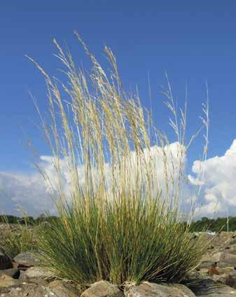 Eleocharis acicularis, hapsiluikka Hydrolitoraalin puolelle niittymäistä kasvillisuutta muodostava hapsiluikka tavattiin 11 tutkitulta saarelta: Julukarilta, Kakkurilta, Kallioluodosta, Katavasta,