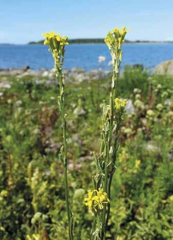 mutta Kalinainen (1985) oli löytänyt sen Kakkurin rantalehdosta paikoittaisena. Elymus repens, juolavehnä Juolavehnää löysin jopa 28:lta Preiviikinlahden saarelta.
