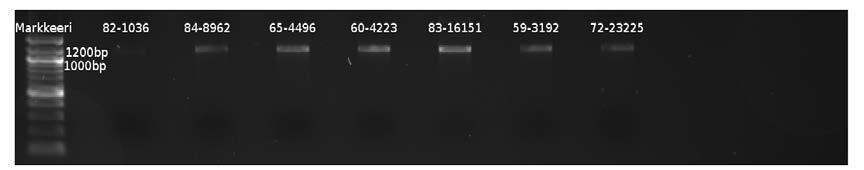 Sentrifuugissa DNA sitoutui erotuskolonnissa olevaan silikakalvoon, ja epäpuhtaudet kulkeutuivat sen läpi. Keräykolonniin kerääntynyt neste, flow-through, kaadettiin pois.
