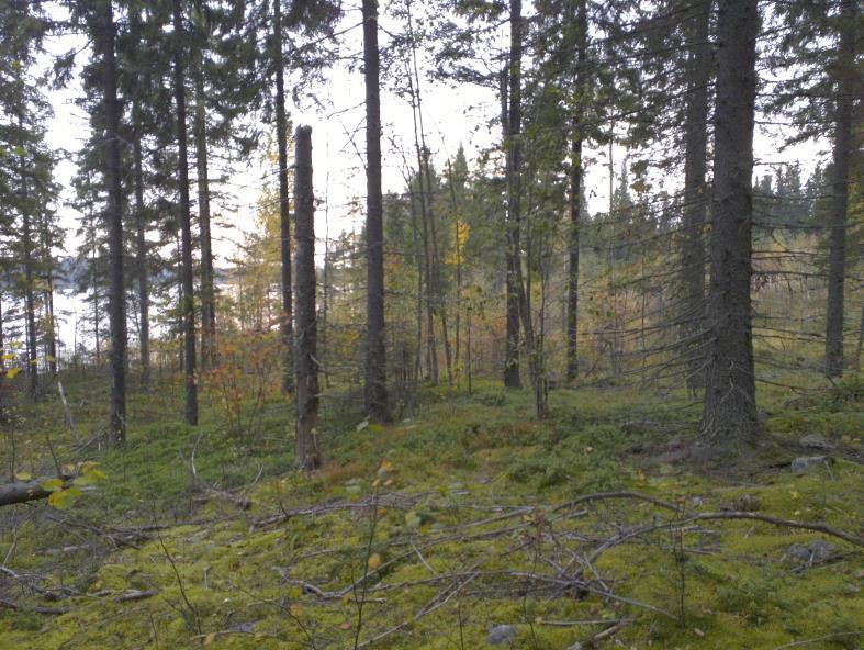 1 Juuka Raholanjärvi Itälahden tilan