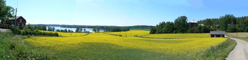 Maisematyölupa tarvitaan harvemmin Maisematyölupaa ei voi yleiskaavoissa määrätä koskemaan metsän hakkuuta maa- ja metsätalousvaltaisilla alueilla