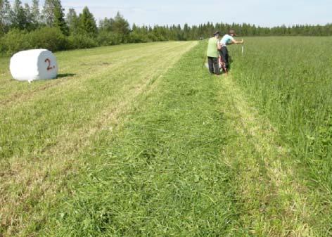 joissakin yksilöissä kukinta alkamassa apila: lähes kaikilla yksilöillä pääverson kukkanuput