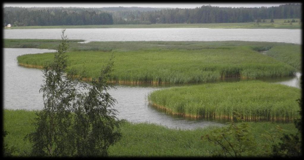 Vesiruovikot (ei laajoja hyödyntämiskohteita) Säännöllisin leikkuin taantuu, veden laatu/ syvyys säilyy 3-5 v.