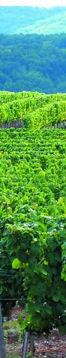 Punaviinit Bourgogne ja Beaujolais (biodynaaminen) Tuotenro 3077 19,45 75 cl Vuosikerta 2015 on tyypillinen Cru Régnié: hento, pyöreä ja tanniineiltaan pehmeä.
