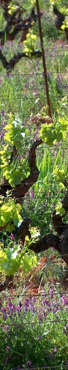 Savoie Elisabeth ja Marie-Laurence Saladin Domaine Saladin, Saint-Marcel-d'Ardèche On vaikea löytää viini$laa, jolla olisi yhtä vanhat ja väkevät perinteet kuin Domaine Saladinilla.