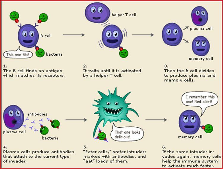 19 36. Mitä ovat humoraalisen immuniteetin solut ja kuinka ne toimivat antigeenin kohdatessaan? 37.
