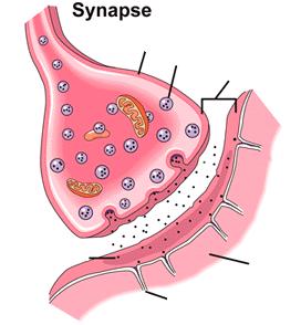 5 Synapsi 5. Nimeä synapsin rakenteita. 6.
