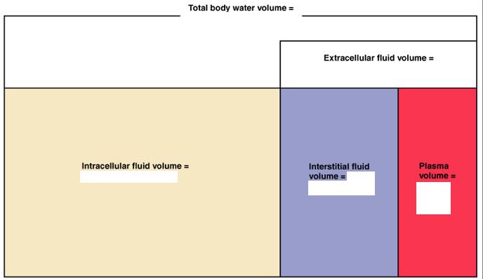 7 Elimistön kemiallinen koostumus 11. Mitkä ovat elimistön nestetilat? 12. Kuinka paljon suurin piirtein kehon kokonaisvesimäärä on (%)?