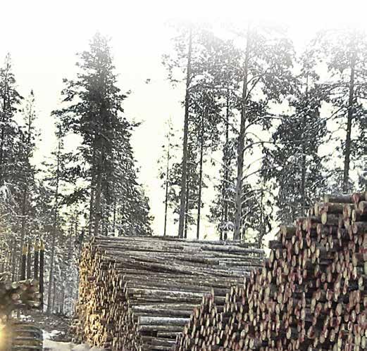 H-hetki lähestyy tämän vuoden puukaupoille Puunostajien ostotarve talvikohteisiin loppui jo ennen vuodenvaihdetta.