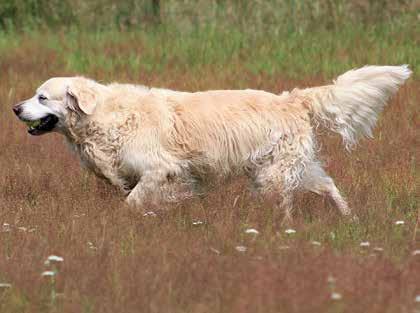 Sekarotuinen 1 080 2. Labradorinnoutaja 320 3. Jackrussellinterrieri 220 4.