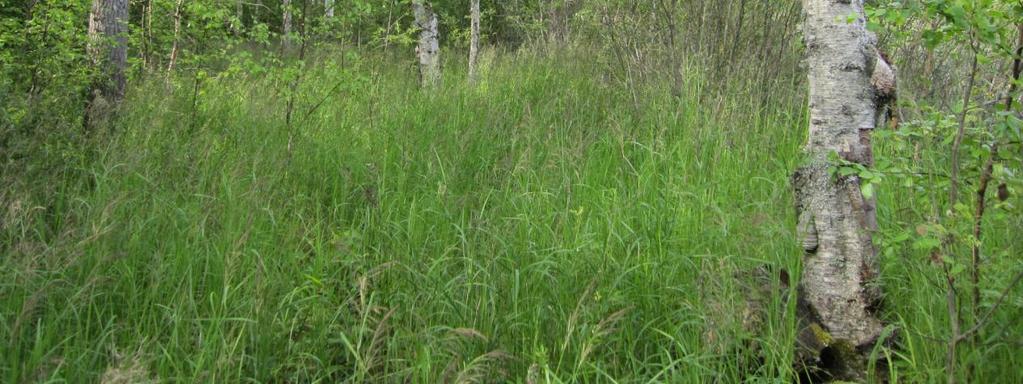 Rauhoitusvuonna 1984 lehdosta tavattiin myös hentokiurunkannusta (Corydalis intermedia), mutta sitä