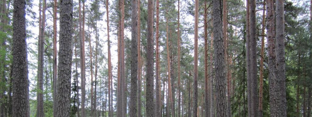 Järvet ovat erityisen arvokkaita rantaluhtien ansiosta, sillä varsinainen lintulajisto on