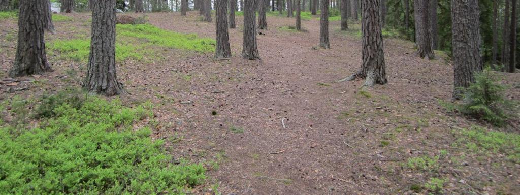 taivaanvuohta (Gallinago gallinago), satakieltä (Luscinia luscinia), metsävikloa (Tringa ochropus)