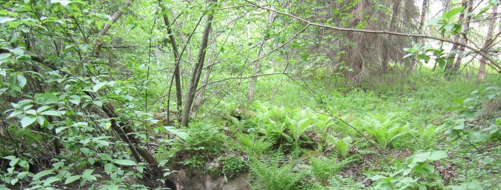 10 Leppäjärven puronvarsi (yht. 1,5 ha) sijaitsee Näsijärveen Leppäjärvestä ja Lehmijärvestä laskevan puron varrella Länsi-Teiskossa.