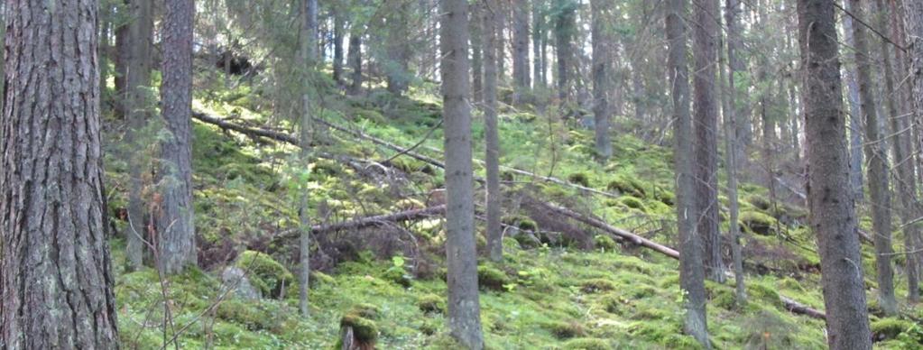 11 (Goodyera repens), mäkilehtoluste (Brachypodium pinnatum), nuokkukohokki (Silene nutans) ja kissankäpälä (Antennaria
