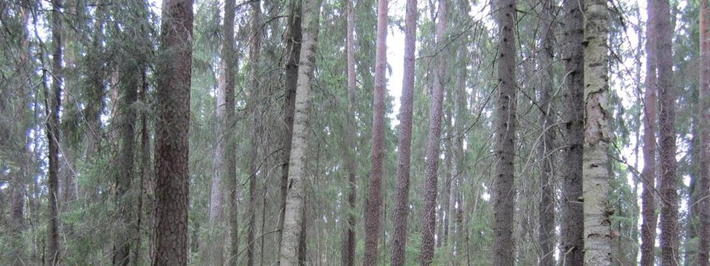 enemmän osiossa muut arvokkaat luontokohteet. Kuva: Pikku-Ahvenistonharjun syvimmän supan männikköä.