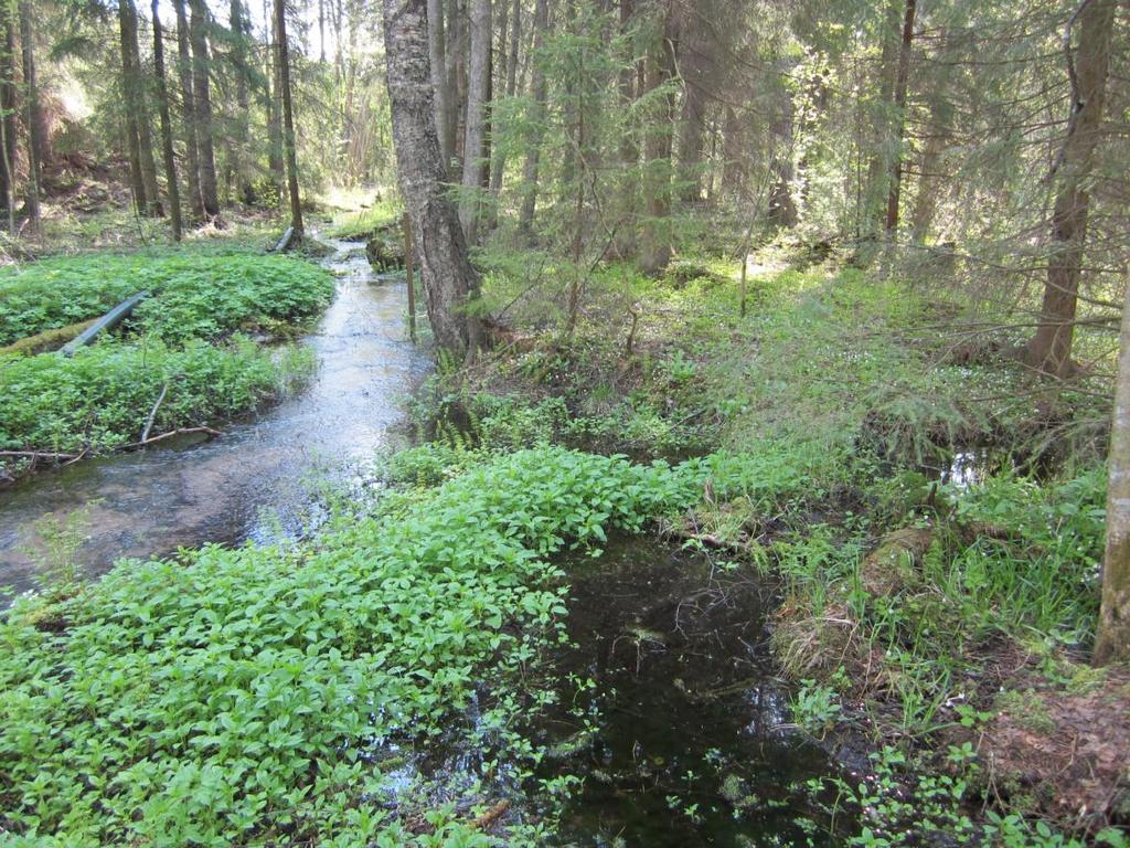 kevätlinnunsilmää (Chrysosplenium alternifolium). Kuva. Ylä-Pinsiön lähdelehdon vesi on kirkasta ja kasvillisuus edustava. Luonnonsuojelualue on hyvin pienialainen ja siten haavoittuva.